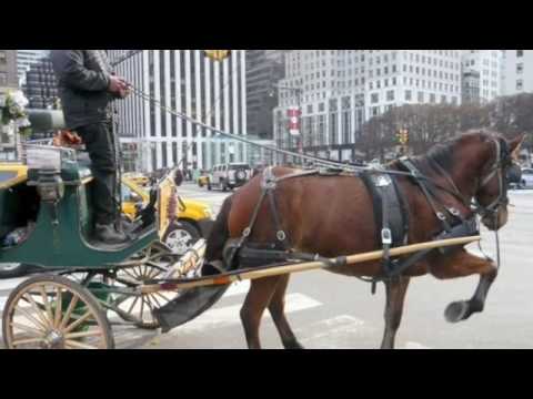 Pity the poor horses (montage--New York City)