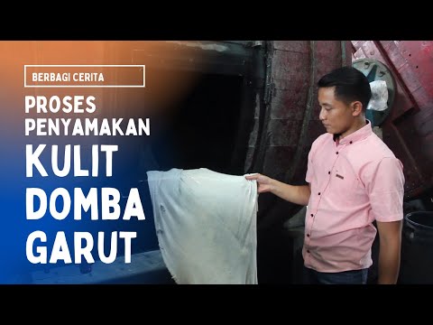 Video: Apakah kulit domba bisa meregang?