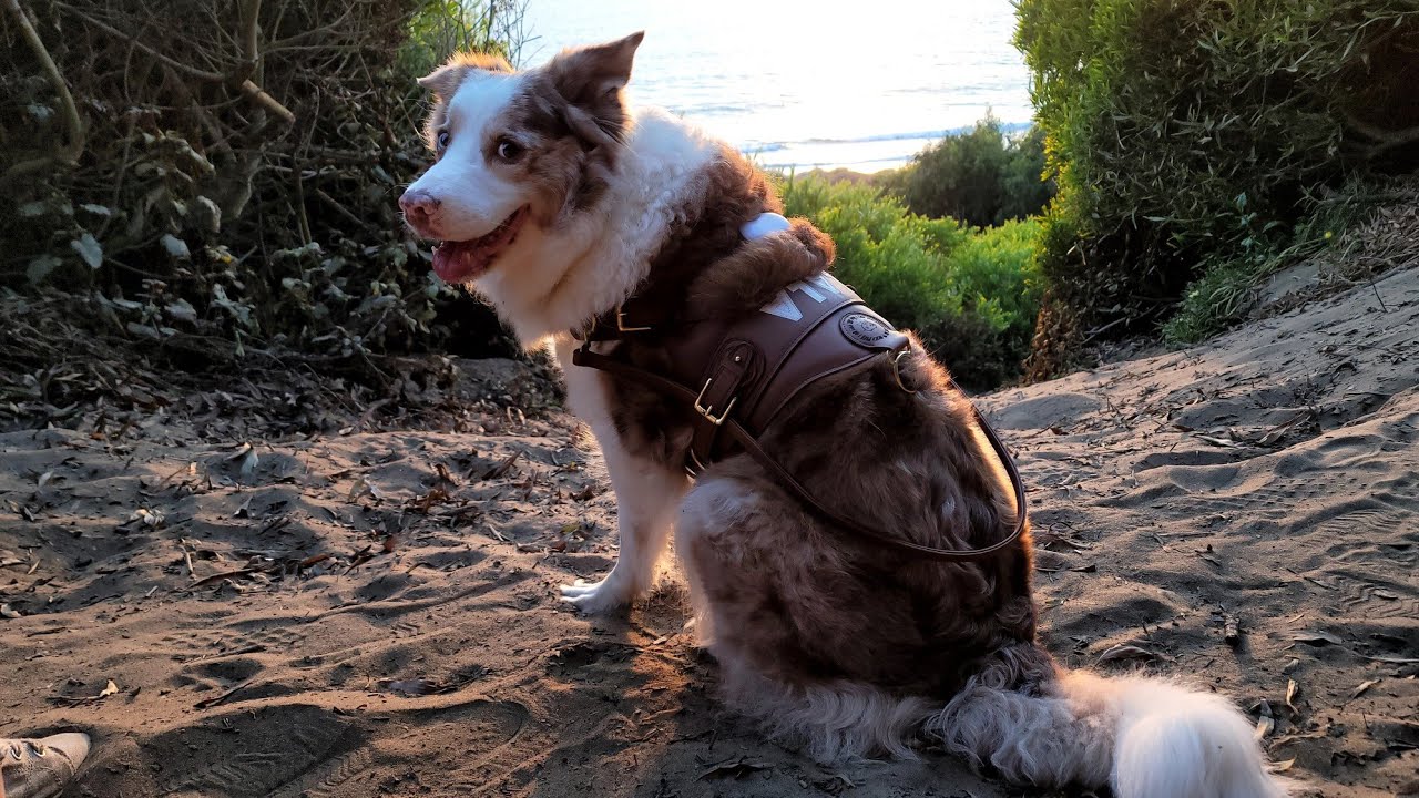 custom leather harness v7 YouTube