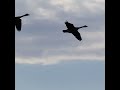Geese Landing, Ruckus Ensues #shorts #geese #pond #canadageese #goose #birds #birdwatching