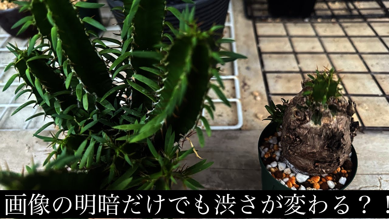 ムランジーナ編〗 視点を変えて実生と現地株を比較してみた件