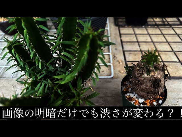 ムランジーナ編〗 視点を変えて実生と現地株を比較してみた件
