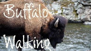 Buffalo Walking