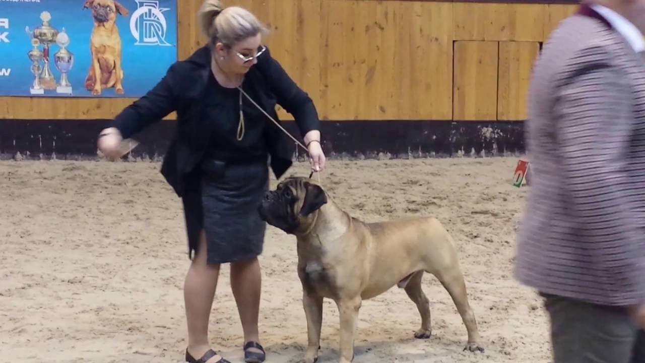 The Gorgeous Bullmastiff from Russia fawn with black mask