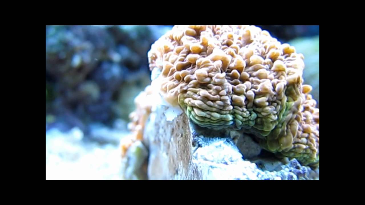 Kraylen's Lab - LPS/Chalice Progress 2/18/10