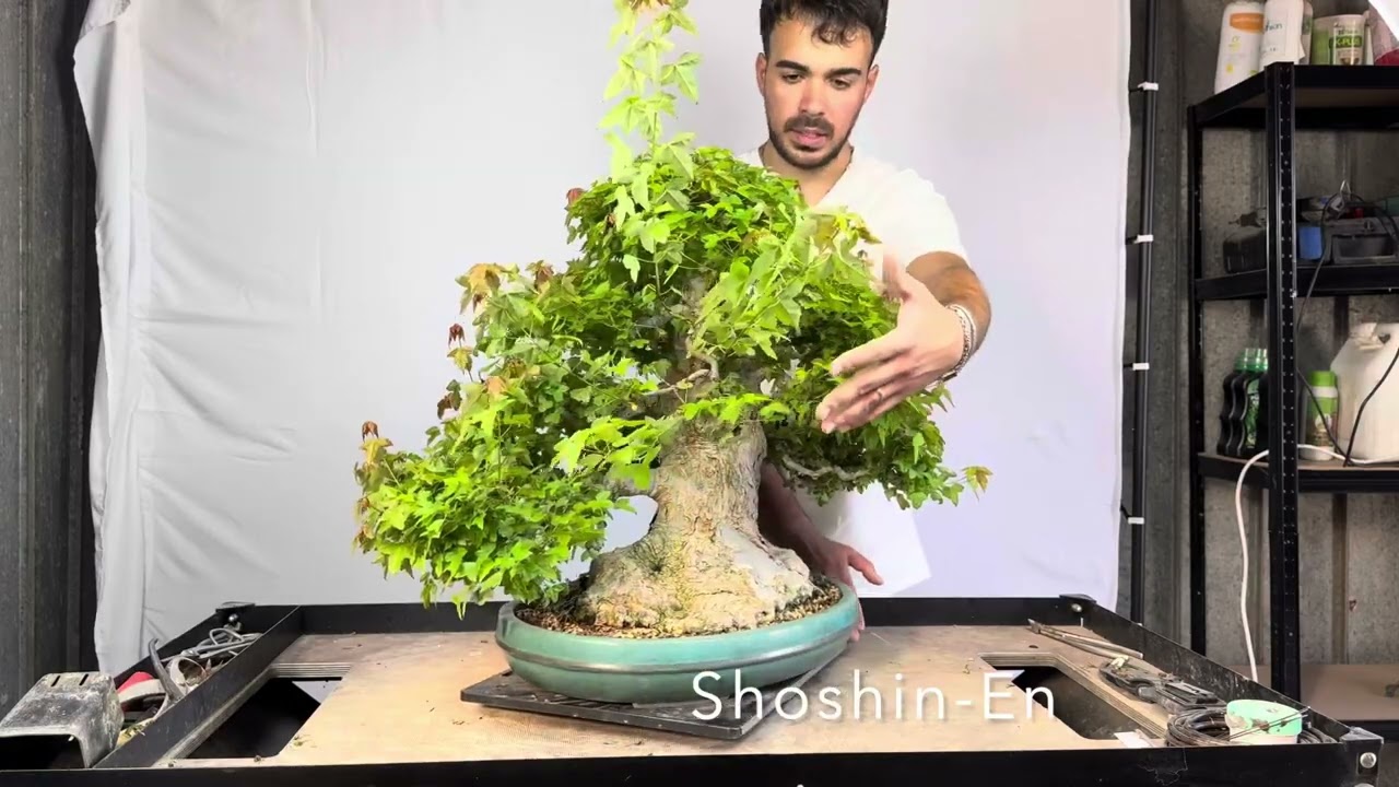 Kaede From Japan - Shoshin-En - Acer Buergerianum - Bonsai