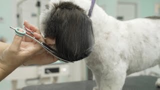 Dog Grooming Tip - Trimming Drop Coat Ears by Groom Haüs 1,009 views 4 weeks ago 1 minute