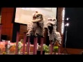 Utem spring festival 2012 lion dance part 1