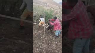 Inkomo Igwazwa Kanjena