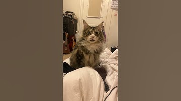 Cat said: Understood the Assignment  #Shorts