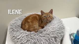 It's the Friday Kitties at the Furkids Animal Rescue and Shelter!  Furkids.org