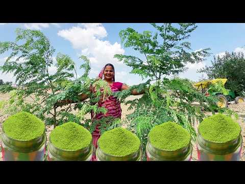 सहजन (मोरिंगा) पाउडर: विटामिन और मिनरल्स का खजाना: जोड़ों के दर्द और शुगर में सबसे फायदेमंद