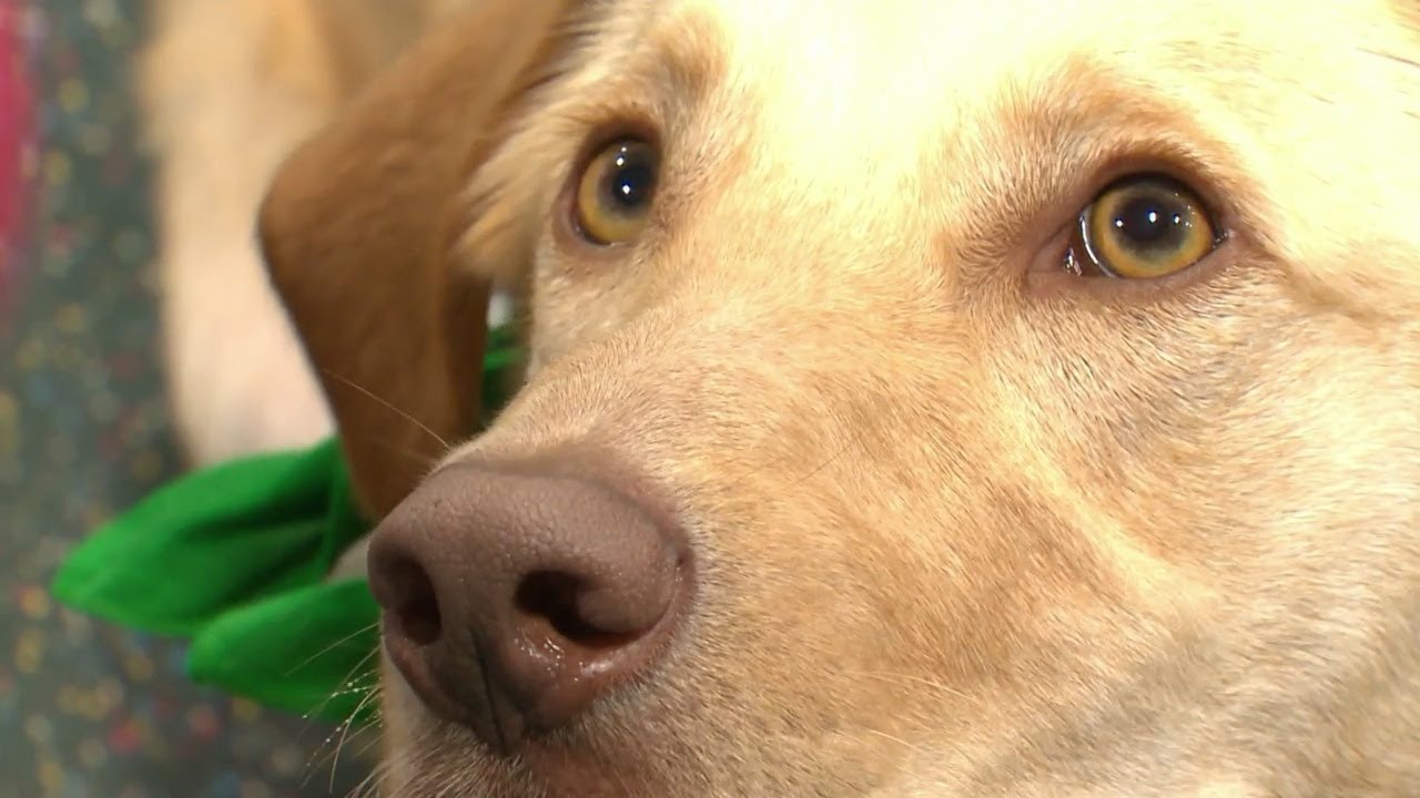 Support dog helps navy veteran with PTSD