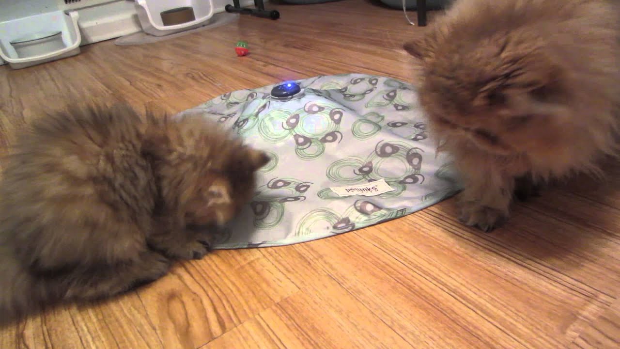 Mystery Motion Cat Toy