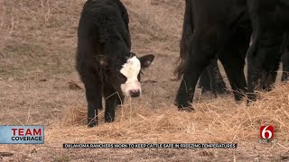 Oklahoma Ranchers Work To Keep Cattle Safe In Freezing Temperatures