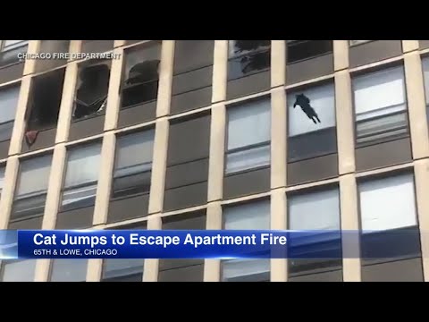 Cat jumps out 5th floor window, survives fall during apartment fire isimli mp3 dönüştürüldü.
