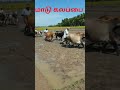 மாடு கலப்பை மேலூர் மதுரை மாவட்டம் 9787672239