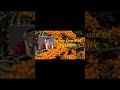 What is "Sea Buckthorn" - Sanjivani Jadibuti ? & it's Benefits.
