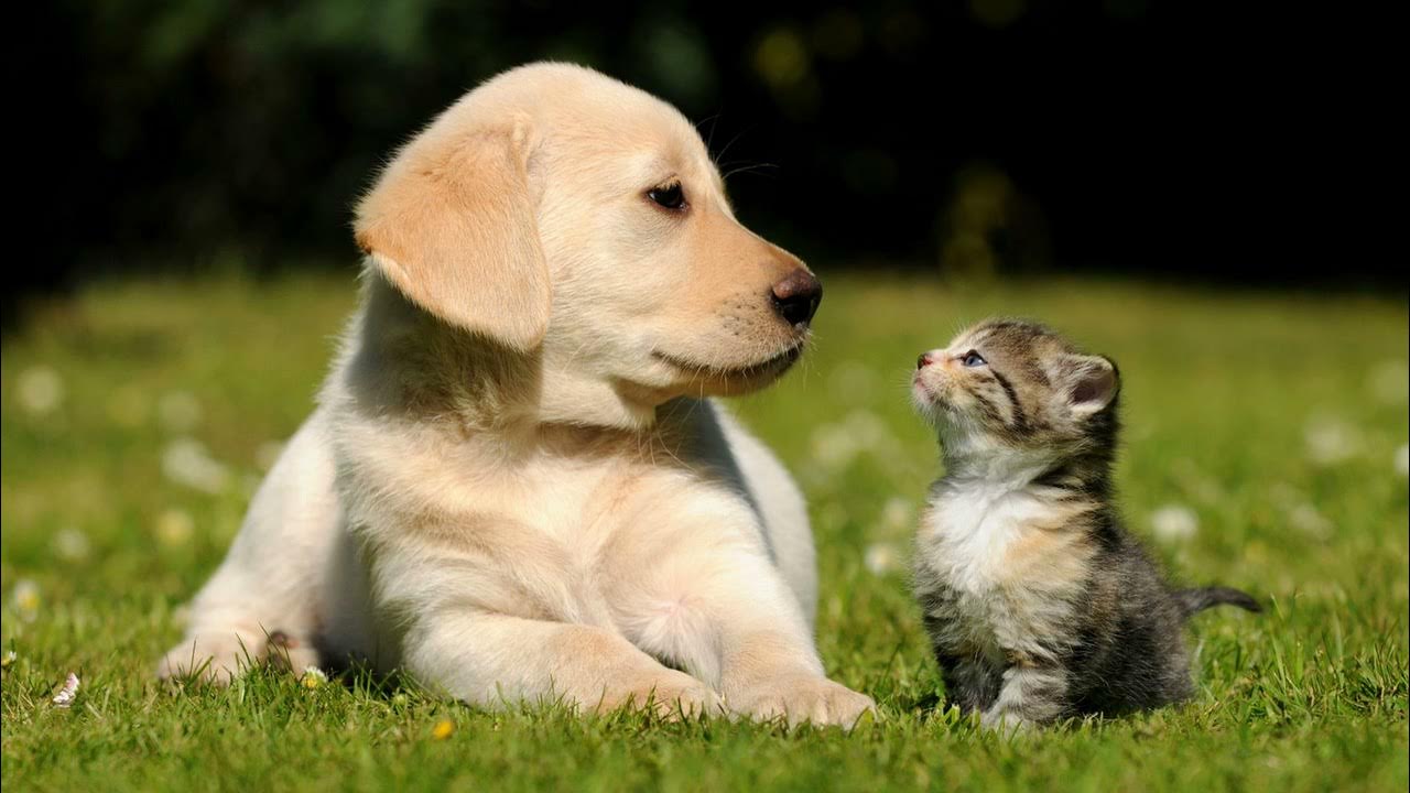 Котики собачки