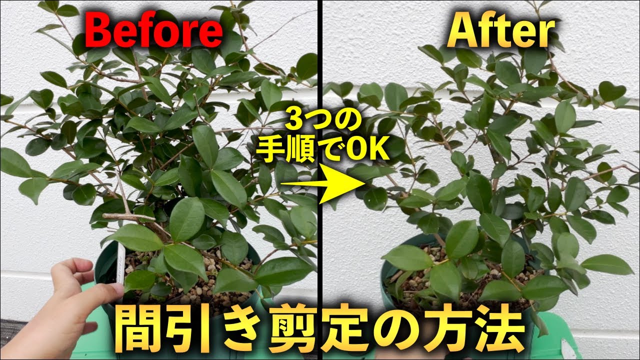 【3つの手順】鉢植え栽培の間引き剪定について - YouTube