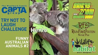 Try Not To Laugh Funny Aussie Animals 2 Cairns Kuranda Port Douglas Queensland Youtube