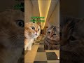 لما تشوفها سقعانة لايك Cat Comedy 