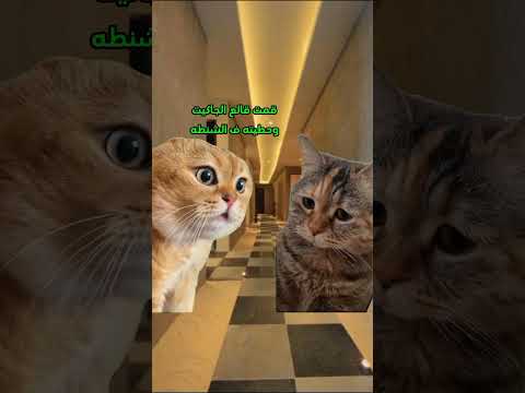 لما تشوفها سقعانة لايك Cat Comedy 