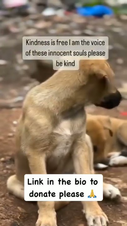 Please kindly tap the link in bio and donate something to help these ...