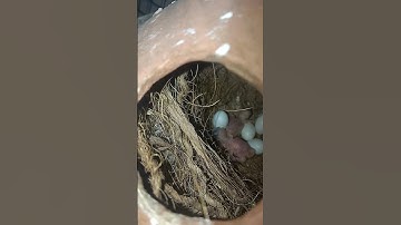 java bird baby #shortvideo 🤪🤪🤪