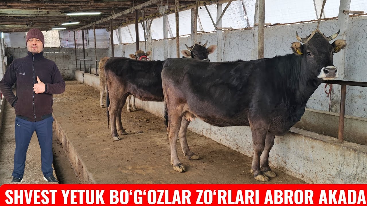 VOOY DooD 😱 SHVEST SUTDOR YETUK BO‘G‘OZLAR🔥 ABROR AKADA SHOSHILAMIZ🔥