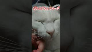 どうにでもしてモードの猫にイタズラ #shorts