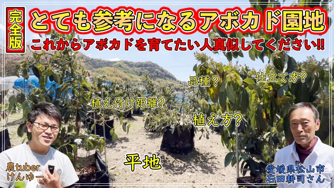 【完全版】これからアボカドを育てたい人必見の，とても参考になる園地の作り方【いっしー農園 石田耕司さん】（後半は苗木の作り方まで！）