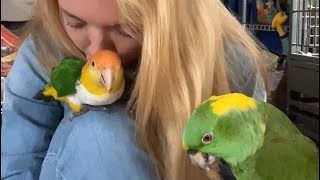 Baby’s Eye Drops With  Puffman Caique | Kissing and Sniffing Birds