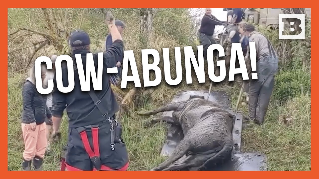 Moo-ving Rescue: Firefighters Save Stranded Cow from Bog - YouTube