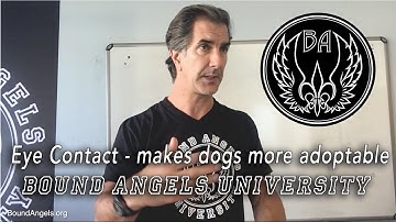 Eye Contact to Make Dogs More Adoptable - Bound Angels University 10-2016