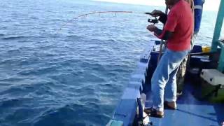 Mancing.pulau Tinggi Johor