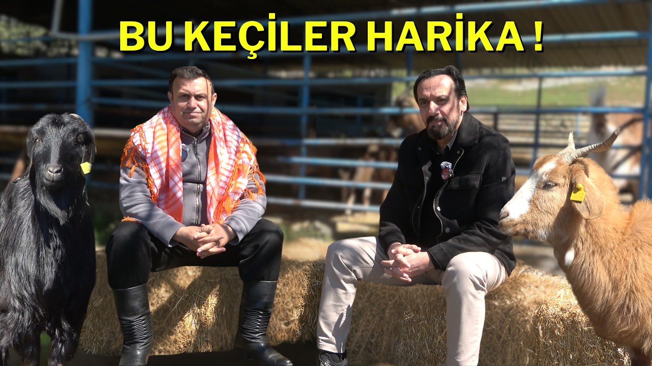 Alpin ve Kıl Keçisi Melezlemesi! İşte Madran Keçisi