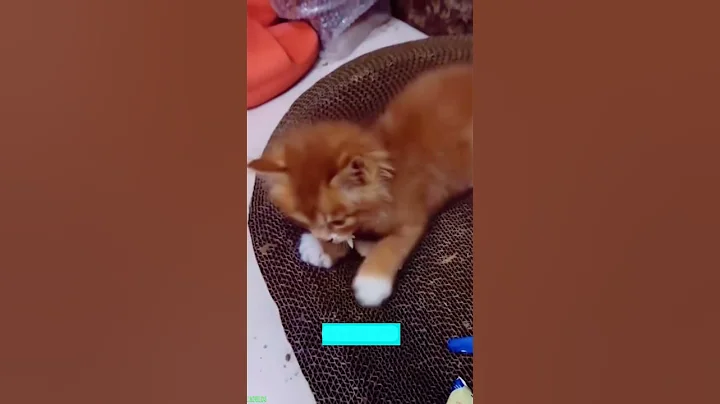 Watch the video about Funniest Cat 😼 funny cats talking 😅 #babycats Episode 7555