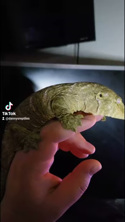 Watching porn with my gecko!