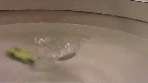 Chime & Adam Tell - Whole (Rob Gasser Remix) [NCS Music Video]