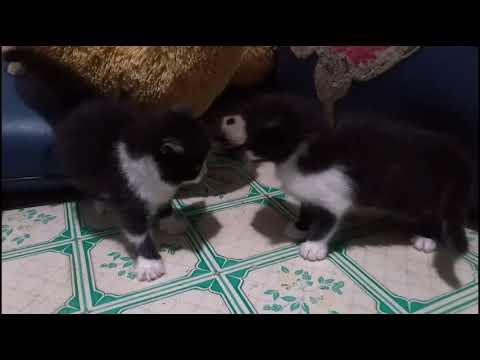 Video: Cara Menyapih Kucing Dan Kucing Dari Merobek Kertas Dinding Dan Perabot, Ciri-ciri Anak Kucing Yang Disapih Dan Haiwan Dewasa, Petua Dan Trik Berguna, Ulasan