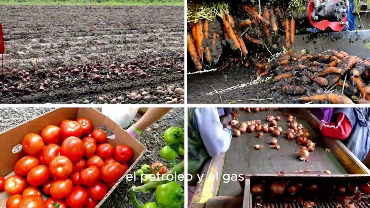 Argelia EL GIGANTE DEL MAGREB