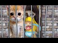 Banana cat baby  happy and  crys 14 catmemes cat bananacat happycat fyp