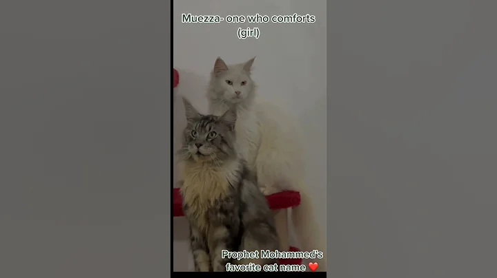 10 the most popular arabic names for cats   #mostpopular #cat #name #names #shorts #short #cats - DayDayNews