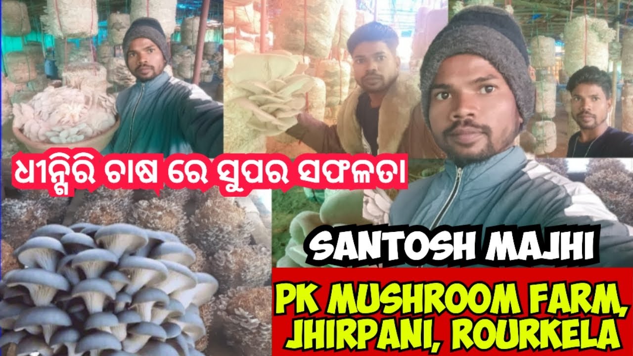 Dhingiri mushroom farming in odia/Oyster mushroom farming in odia