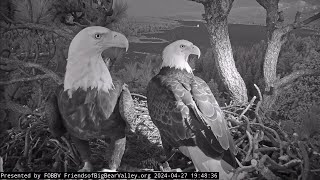 4-28-2024 And The Happy Nest Visits Continue! by FOBBV CAM 194,972 views 3 weeks ago 18 minutes