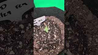 Dick Dragon The Grow Journals - Week 1&2 Kind Seeds (Bruce Banner - Reg and Moby Dick-Fem)
