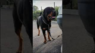 rottweiler fogyni