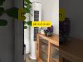 Dắt Puff đi làm #chomeodangyeu #cuncon #meocon #dethuong #petvideos
