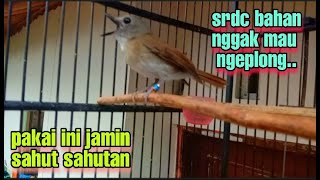 pasti nyaut.!! pancingan srdc bahan biar bunyi, srdc ngeplong, srdc nyuling, srdc gacor, sikatan
